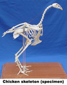 Mô hình hệ xương gà